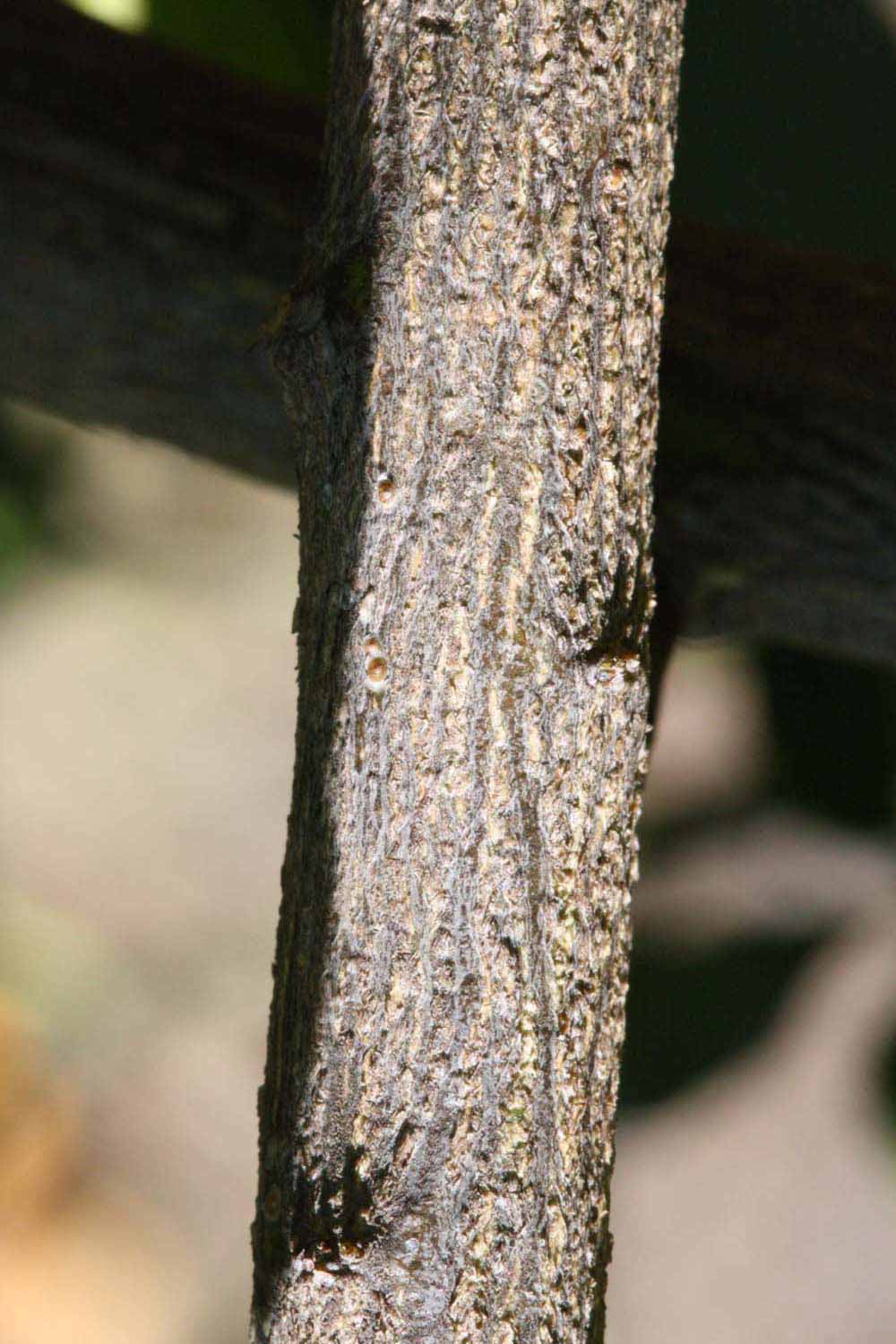              Second - third year twig (Riverside, CA)       